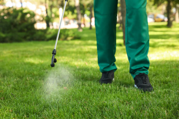 Wasp Removal Services in Kitsap Lake, WA