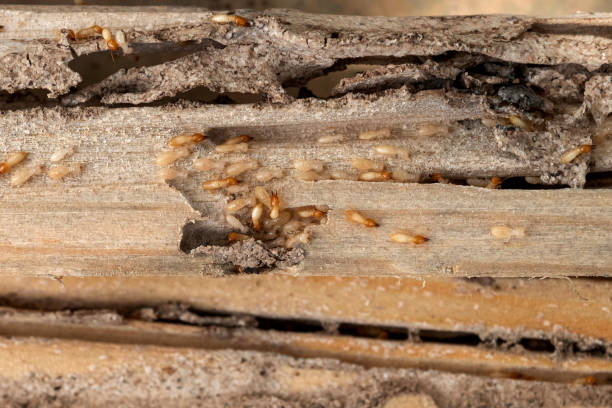 Best Pest Removal Services  in Kitsap Lake, WA