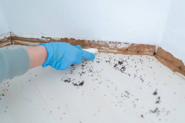 Best Residential Pest Control  in Kitsap Lake, WA